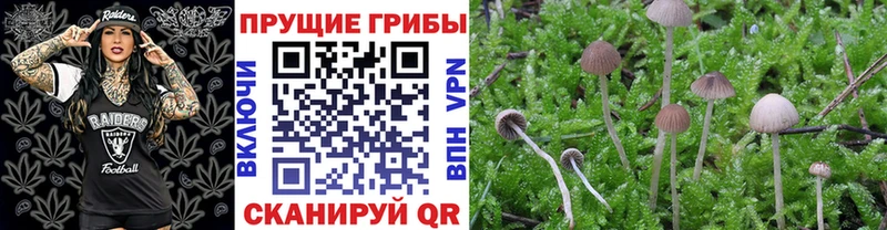 Галлюциногенные грибы Cubensis  Купить где  Жуковка 